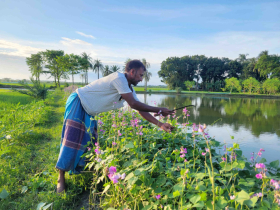গ্রা‌মের মা‌ঠে পুকু‌রের পা‌ড়ে দৃ‌ষ্টি জুড়া‌নো ‌শিমফু‌লের র‌ঙিন হা‌সি