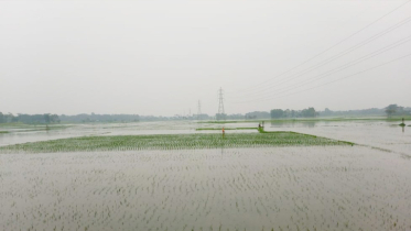 ঝিকরগাছায় অস্তিত্ব হারিয়েছে হরিহর নদ