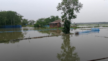 জলাবদ্ধতা দূর হলে বাড়বে অর্ধশত কোটি টাকার উৎপাদন 