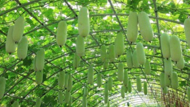 মাচা পদ্ধতিতে সবজি চাষে লাভবান কৃষকেরা