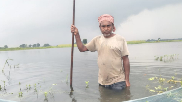 শালিখায় পানিতে ভেসে গেছে অর্ধশতাধিক মাছের ঘের