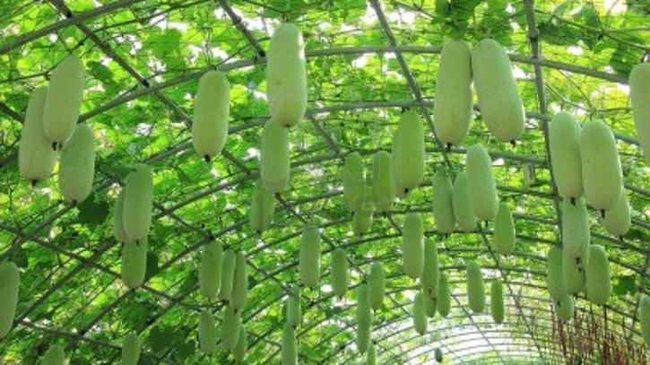 মাচা পদ্ধতিতে সবজি চাষে লাভবান কৃষকেরা
