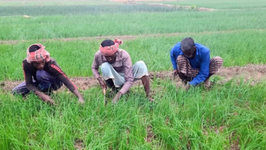 পর্যাপ্ত মজুতের পরও ডিলারদের কারসাজিতে কৃত্রিম সংকট, উৎপাদন বিপর্যয়ের আশঙ্কা পর্যাপ্ত মজুতের পরও ডিলারদের কারসাজিতে কৃত্রিম সংকট, উৎপাদন বিপর্যয়ের আশঙ্কা