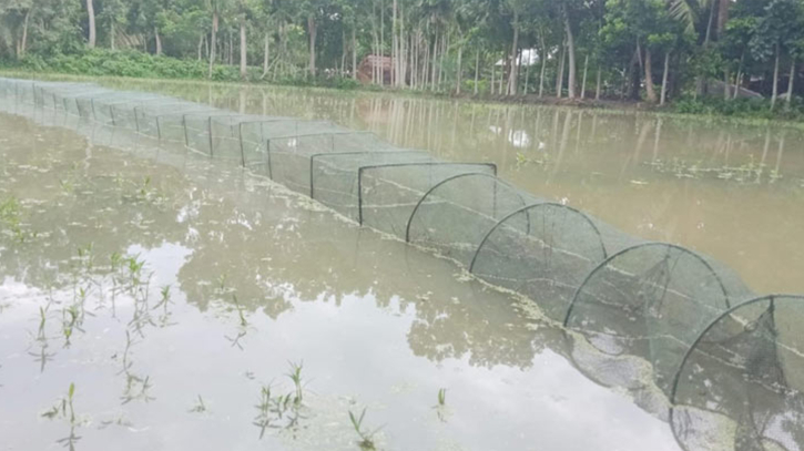 শালিখার খাল-বিল নিষিদ্ধ চায়না জালে সয়লাব শালিখার খাল-বিল নিষিদ্ধ চায়না জালে সয়লাব
