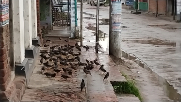 দল বেঁধে হোটেলের খাবার খেতে আসে শত শত পাখি