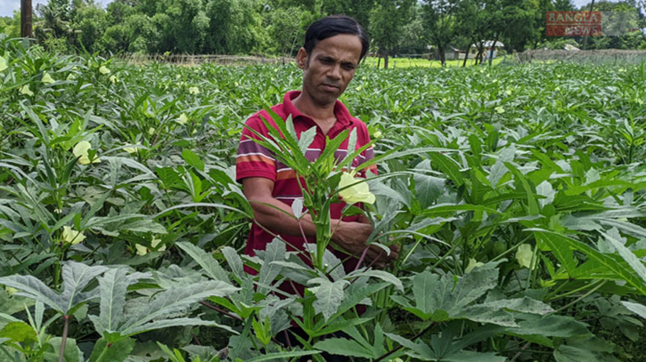 পরিত্যক্ত ধানক্ষেতে ‘সম্ভাবনার ঢেঁড়শ’ পরিত্যক্ত ধানক্ষেতে ‘সম্ভাবনার ঢেঁড়শ’