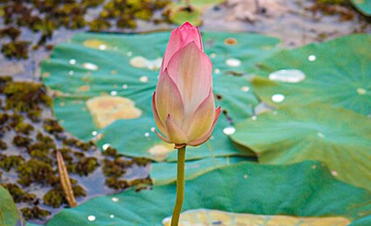 ইসির প্রতীক তালিকায় যুক্ত হলো ‘শাপলা কলি’ ইসির প্রতীক তালিকায় যুক্ত হলো ‘শাপলা কলি’