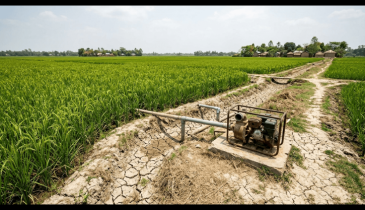 যশোরের কৃষি অর্থনীতিতে বিপর্যয়ের শঙ্কা