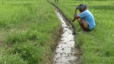 চুয়াডাঙ্গায় জ্বালানি সংকটে সেচ ব্যাহত, ফলন বিপর্যয়ের শঙ্কা