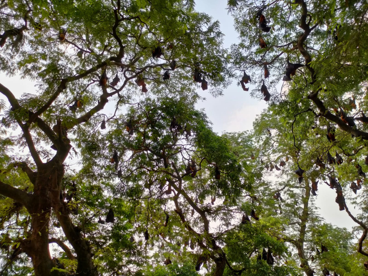 ২০০ বছরের বাদুড়সাম্রাজ্য রক্ষায় ছেড়ে  দিয়েছেন জমি, কাটেনটি গাছ 