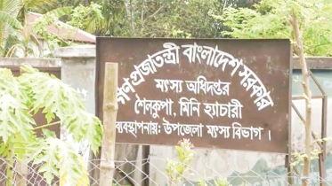 বন্ধ হ্যাচারিতে কাগজে রেণু উৎপাদন