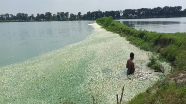 অক্সিজেন সংকটে ঘেরে ভেসে উঠল  সাড়ে ১৫ কোটি টাকার মরা মাছ 