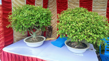 যশোরে ‘সবুজ সোনা’ চন্দনের বাণিজ্যিক বিপ্লব