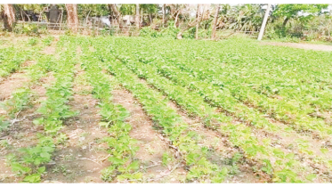 খুলনা অঞ্চলে প্রথমবার সয়াবিন চাষ