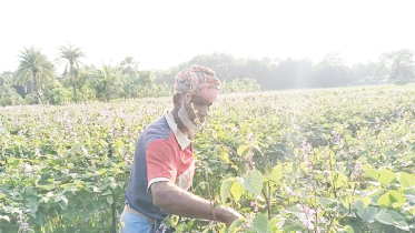 আগাম শিম চাষে কৃষকের মুখে হাঁসি 
