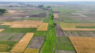 বীজের নিয়ন্ত্রণ হারিয়ে ঝুঁকিতে কৃষি