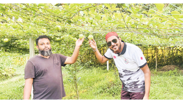 বিদেশি ফল আনারকলিতে যুবকের বাজিমাত