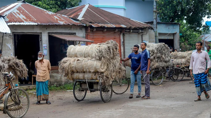 ১৫ দিনে মণপ্রতি পাটের দাম কমেছে হাজার টাকা