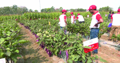 যশোরে ১২৯ জাতের উচ্চ  ফলনশীল সবজির ক্রপ-শো