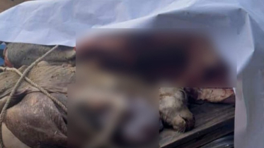 বেনাপোলে বাছুরসহ গরু জবাই: দুই কসাইকে জরিমানা