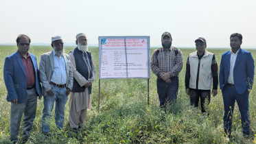 নতুন সম্ভাবনার দ্বার খুলতে পারে স্বল্পমেয়াদি সরিষা চাষ