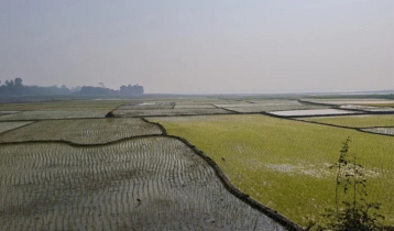 রাজশাহীতে বোরো রোপণে ব্যস্ত হয়ে পড়েছেন কৃষকরা