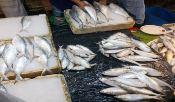 সম্পূর্ণ নিষিদ্ধ সময়ে শরীয়তপুরে অবাধে চলছে জাটকা নিধন