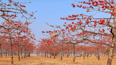 ‘ফুল ফুটুক আর নাই ফুটুক আজ বসন্ত’