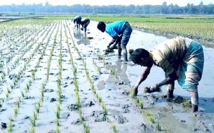 রংপুর অঞ্চলে ৬৫ শতাংশ জমিতে বোরো চারা রোপণ শেষ হয়েছে