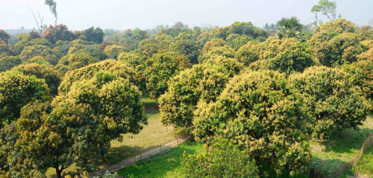 রাজশাহীতে আম উৎপাদনের লক্ষ্যমাত্রা ২ লাখ ৪৬ হাজার মেট্রিক টন