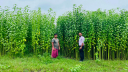 ভালো দামে ফিরছে ‘সোনালি আঁশের’ সুদিন