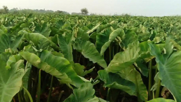 আলফাডাঙ্গার চরাঞ্চলের কচু চাষে ঝুঁকছেন কৃষক আলফাডাঙ্গার চরাঞ্চলের কচু চাষে ঝুঁকছেন কৃষক