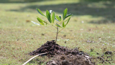 অর্ধেকের কম চারা বিতরণ, গতি বাড়ানোর তাগিদ