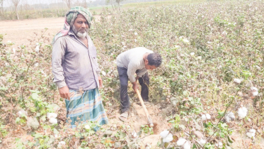 প্রণোদনার আড়ালে ঝুঁকিতে যশোর অঞ্চলের তিন হাজার কৃষক