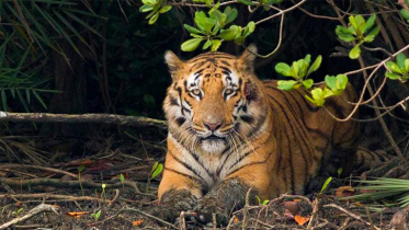 চোরা শিকার ও জলবায়ু ঝুঁকিতে সুন্দরবনের বাঘ