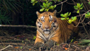 চোরা শিকার ও জলবায়ু ঝুঁকিতে সুন্দরবনের বাঘ চোরা শিকার ও জলবায়ু ঝুঁকিতে সুন্দরবনের বাঘ
