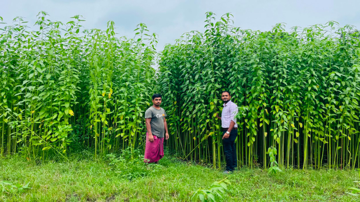 ভালো দামে ফিরছে ‘সোনালি আঁশের’ সুদিন