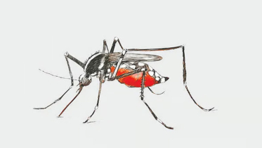 ডেঙ্গু বাড়ছে, রোগী ৫৮ জেলায়, কোথায় বেশি