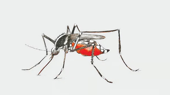 ডেঙ্গু বাড়ছে, রোগী ৫৮ জেলায়, কোথায় বেশি