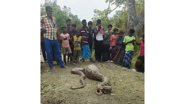 শরণখোলায় আস্ত ছাগল  গিলে খেলো অজগর