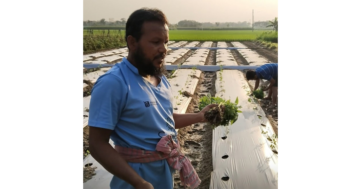মালচিং পদ্ধতিতে টমেটো চাষে ঝুঁকছেন কৃষকরা
