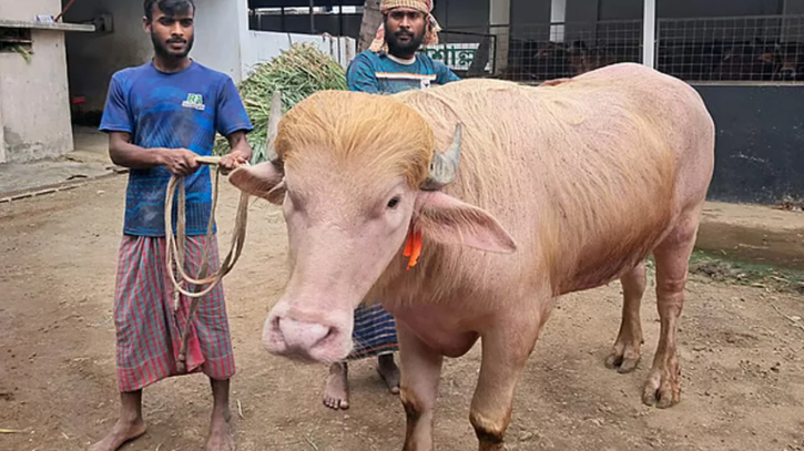 নজর কাড়ছে ৭০০ কেজির মহিষ ‘ডোনাল্ড ট্রাম্প’
