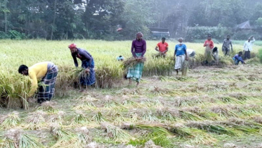 ঘোড়াঘাটে আগাম জাতের আমন ধান কাটা শুরু ঘোড়াঘাটে আগাম জাতের আমন ধান কাটা শুরু
