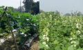 ঘোড়ঘাটে আগাম শীতকালীন সবজি বাজারজাত শুরু ঘোড়ঘাটে আগাম শীতকালীন সবজি বাজারজাত শুরু