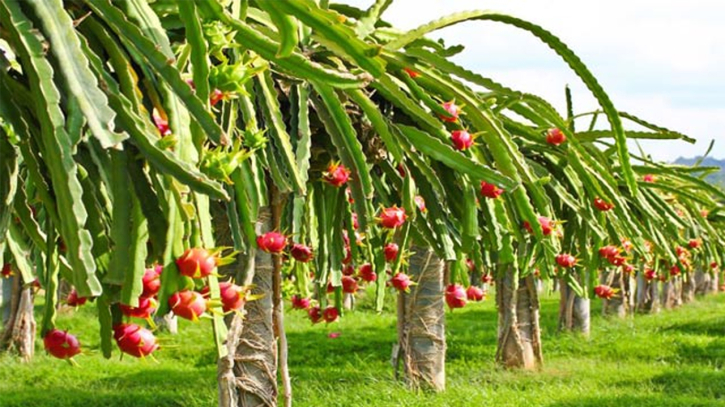 ড্রাগনে ফলন বাড়াতে দরকার যথাযথ জ্ঞান