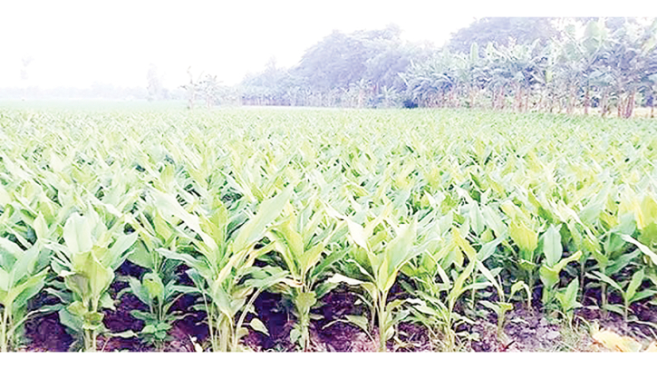 যশোরে বাণিজ্যিক হলুদ চাষে ঝুঁকছে কৃষক
