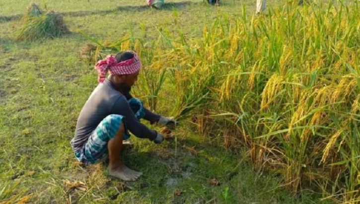 রংপুরে আগাম জাতের আমন ধানের অধিক ফলনে উচ্ছ্বসিত কৃষকরা