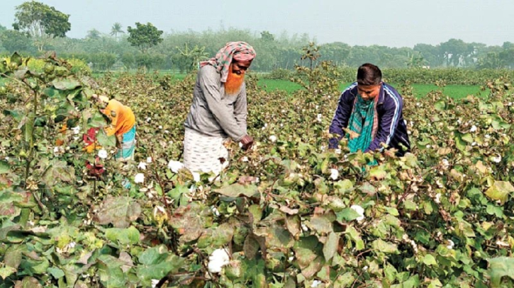 ১৯ লাখ বেল তুলা উৎপাদনের পরিকল্পনা