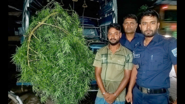 ঘোড়াঘাটে গাঁজা গাছসহ যুবক আটক