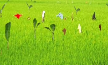 ঘোড়াঘাটে আমন ক্ষেতে ইঁদুরের আক্রমন, দিশেহারা কৃষক ঘোড়াঘাটে আমন ক্ষেতে ইঁদুরের আক্রমন, দিশেহারা কৃষক